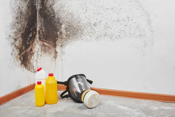Best Mold Cleaning Services  in Choteau, MT
