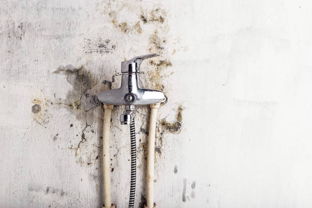 Best Black Mold Removal  in Choteau, MT