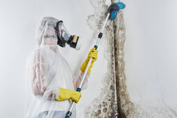 Best Mold Testing and Removal  in Choteau, MT