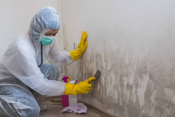 Best Toxic Mold Removal  in Choteau, MT