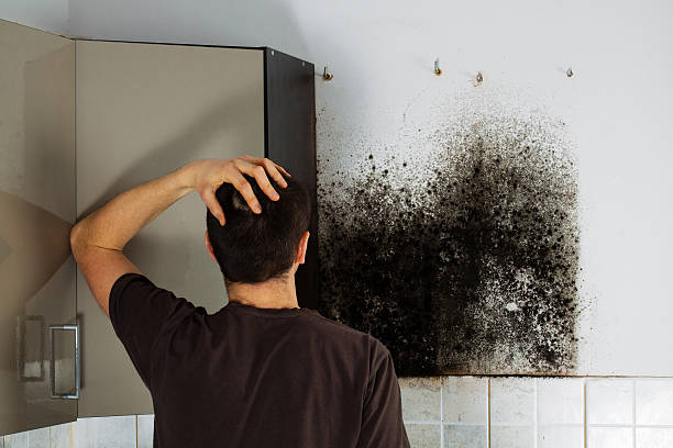Best Mold Damage Repair  in Choteau, MT
