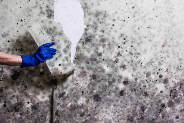 Best Professional Mold Removal  in Choteau, MT