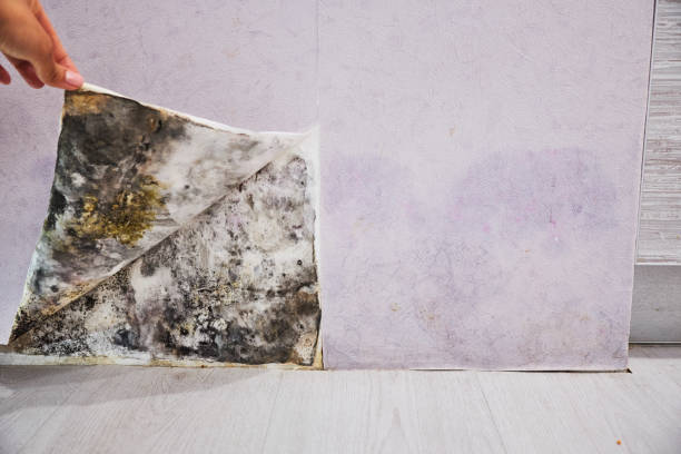 Mold Removal Process in Choteau, MT